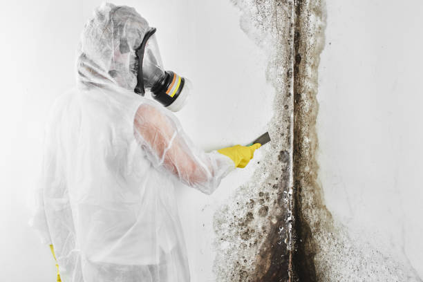 Best Black Mold Removal  in Toulon, IL