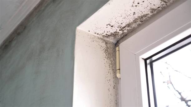 Best Certified Mold Removal  in Toulon, IL