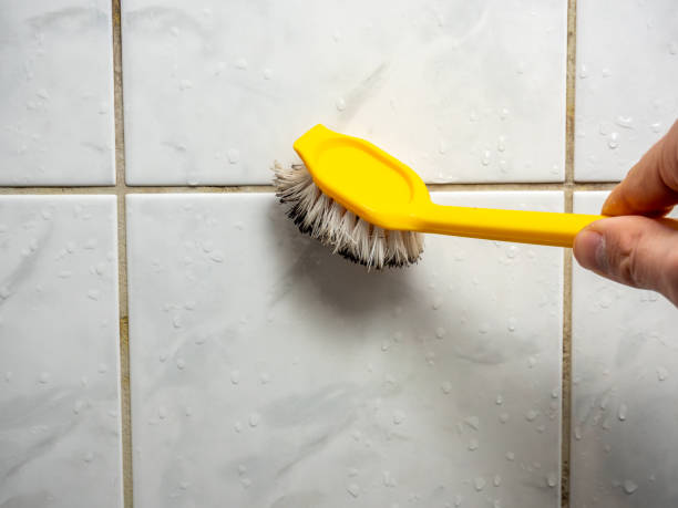 Best Attic Mold Removal  in Toulon, IL