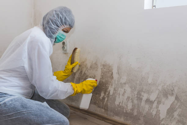 Best Mold Testing  in Toulon, IL