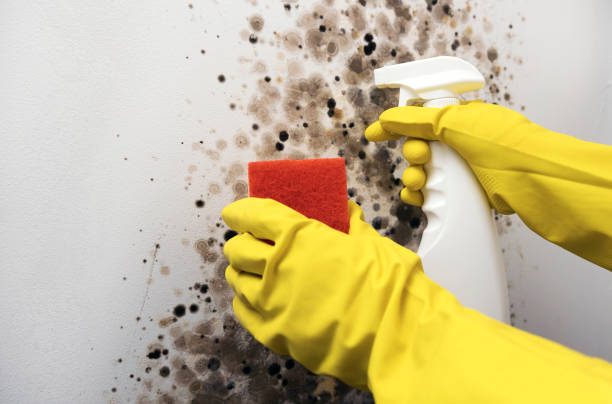 Best Mold Testing  in Toulon, IL