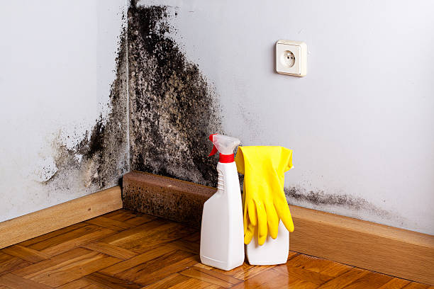 Best Mold Removal Company Near Me  in Toulon, IL
