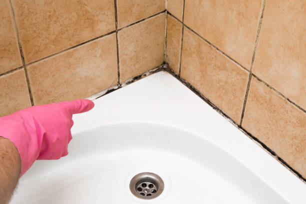 Toulon, IL Mold Removal Company